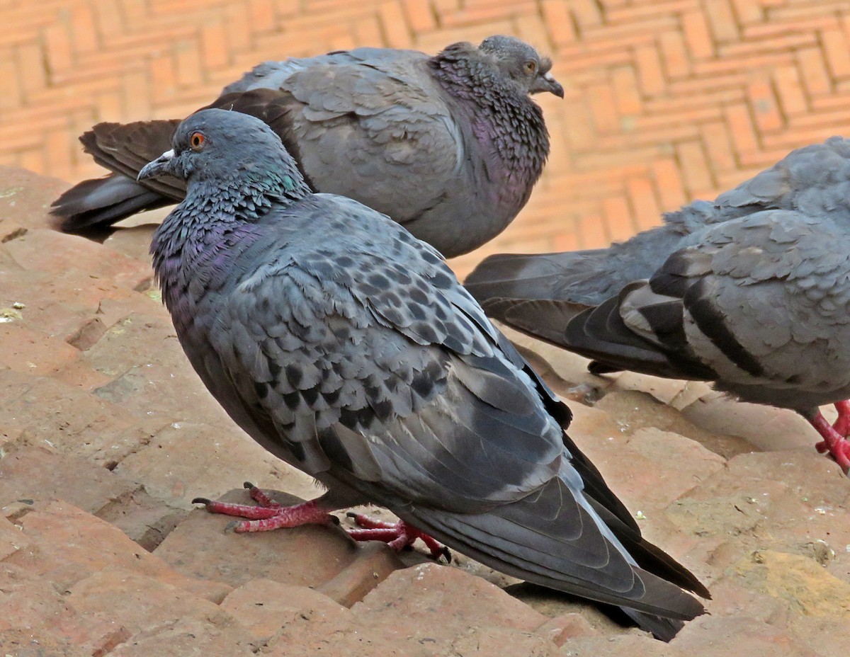 Rock Pigeon (Feral Pigeon) - ML571808711