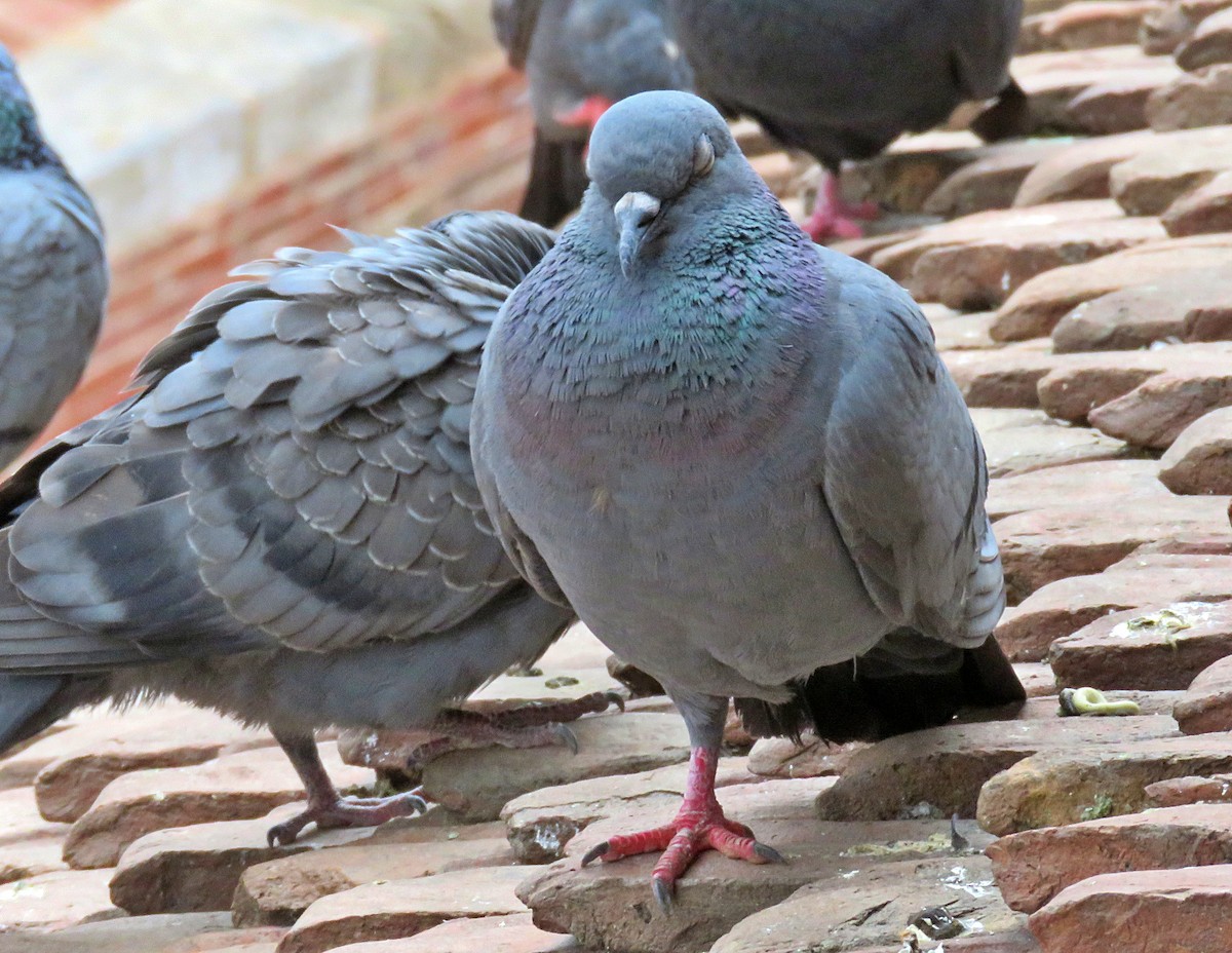 Rock Pigeon (Feral Pigeon) - Joao Freitas