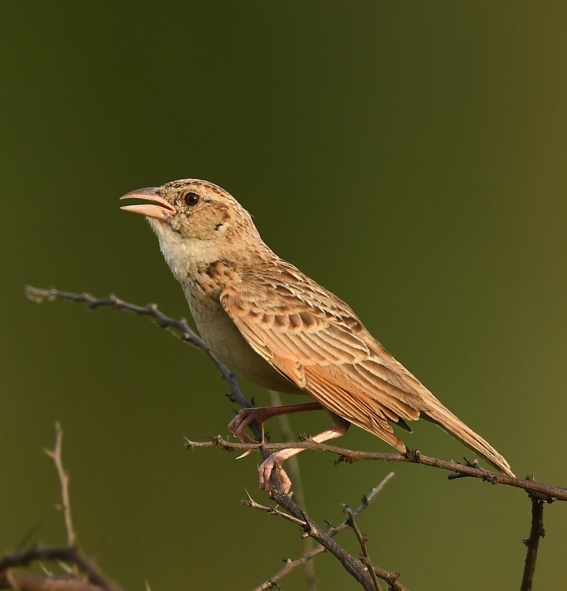 eBird Checklist - 14 May 2023 - Kallipattu - 62 species