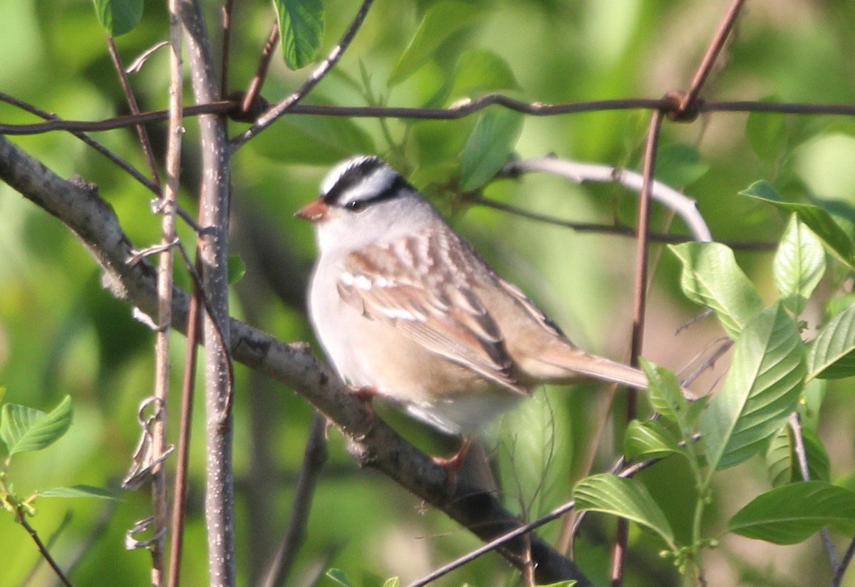 White-crowned Sparrow - ML571811661