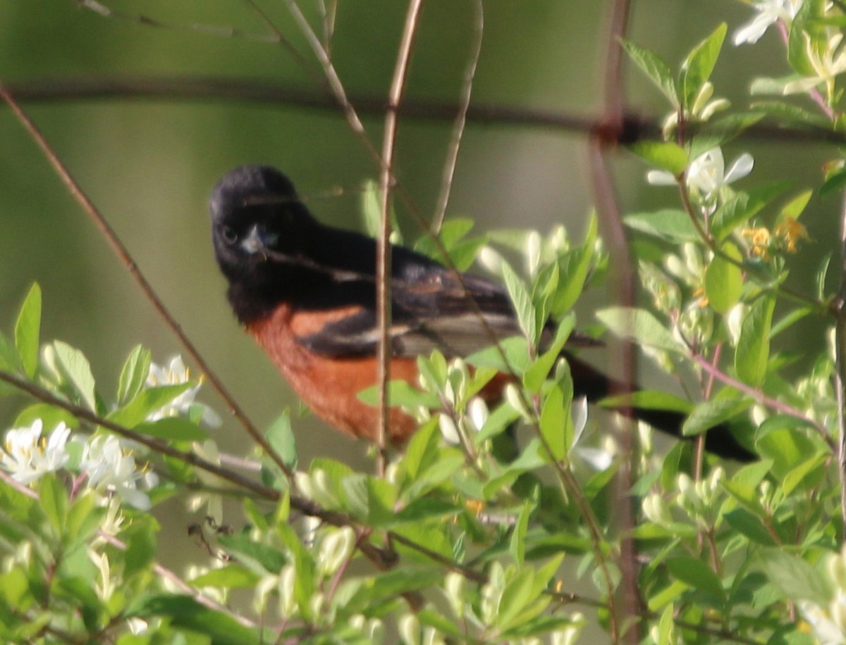 Orchard Oriole - ML571812051