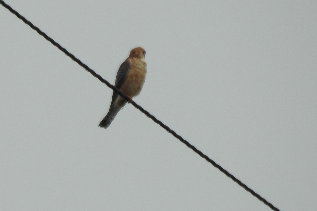 Red-footed Falcon - ML571815791