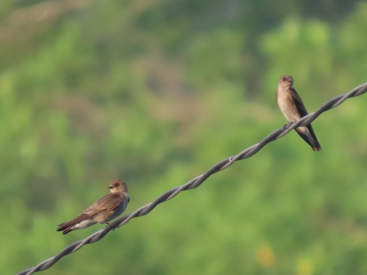 Northern Rough-winged Swallow - ML571817061