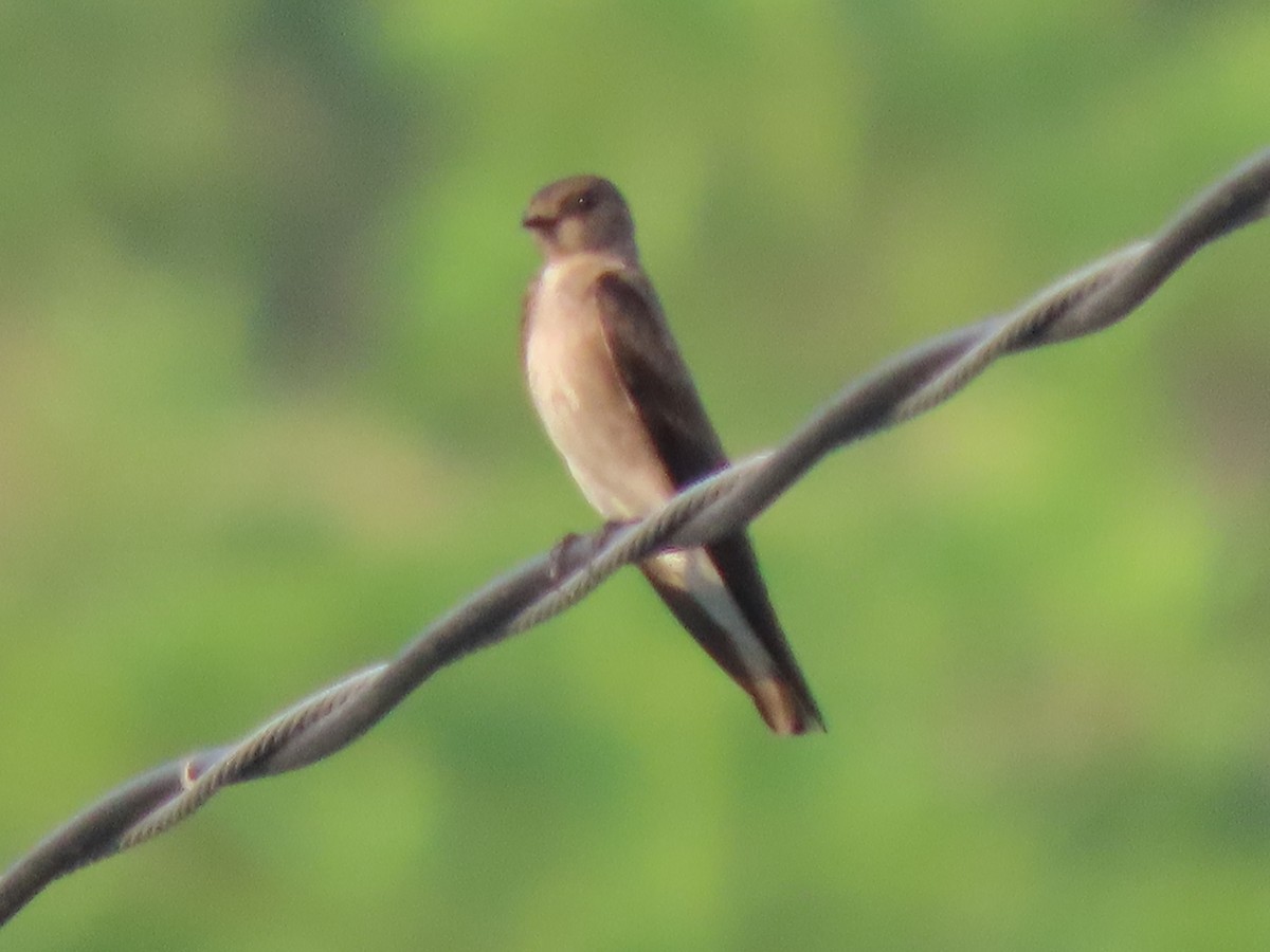 Northern Rough-winged Swallow - ML571817131