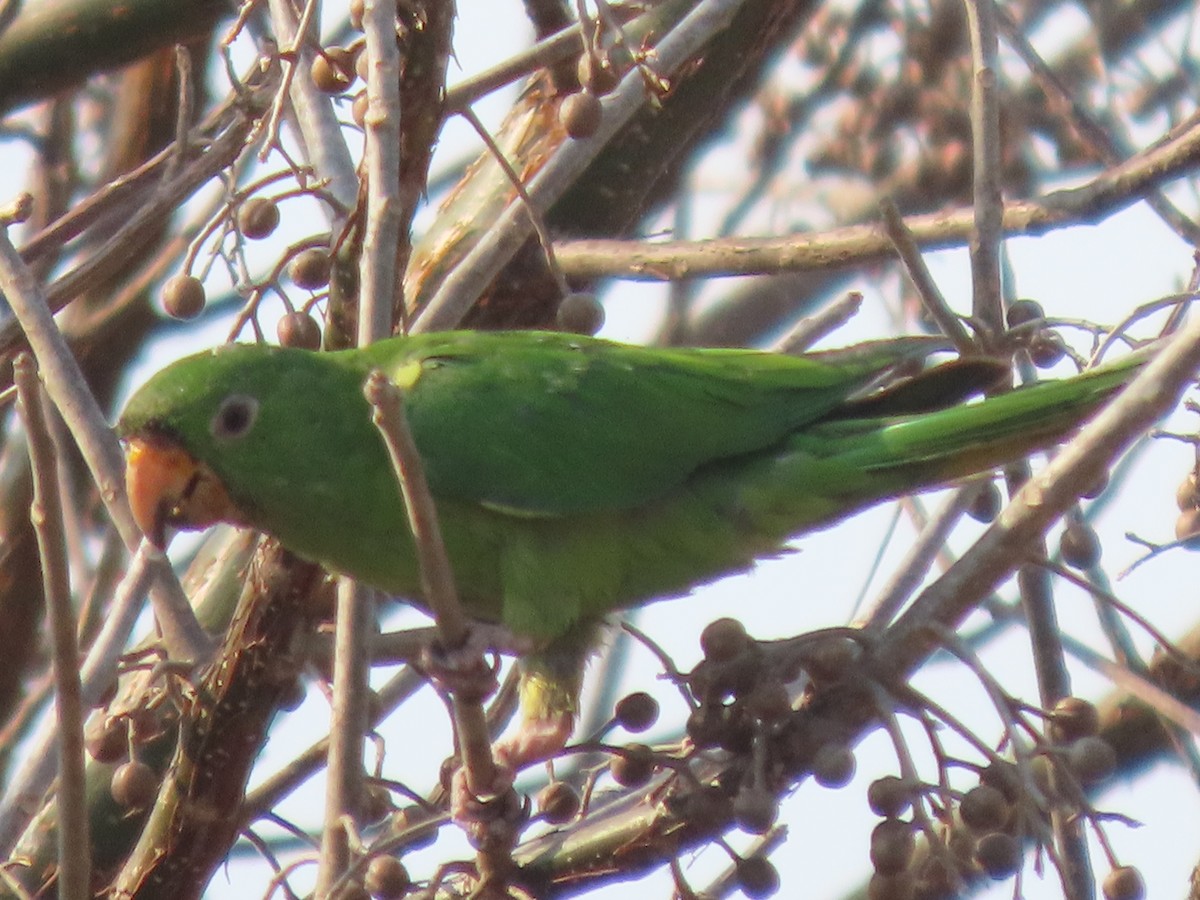 Green Parakeet - ML571818691