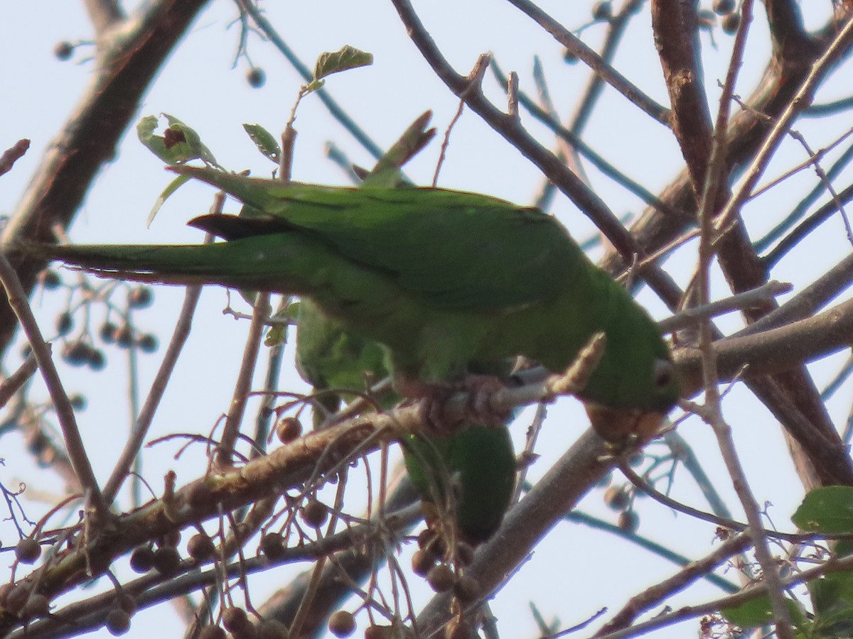 Green Parakeet - ML571818931