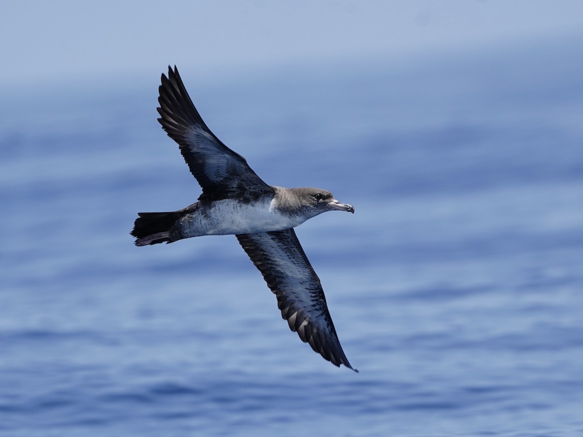 Pink-footed Shearwater - Carlos Ulate