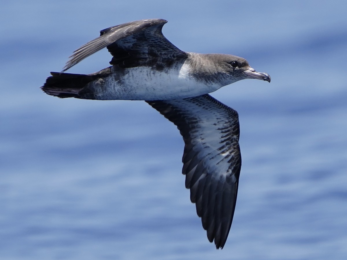 Pink-footed Shearwater - ML571828171