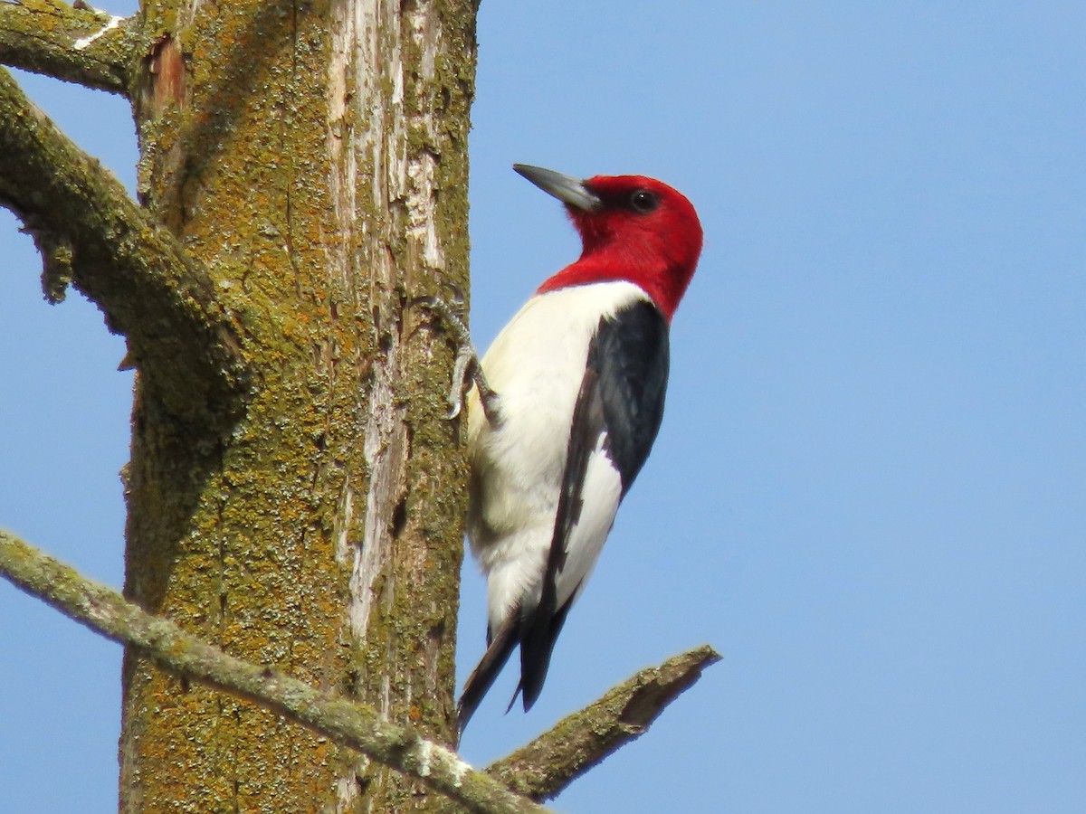 Red-headed Woodpecker - David Gascoigne