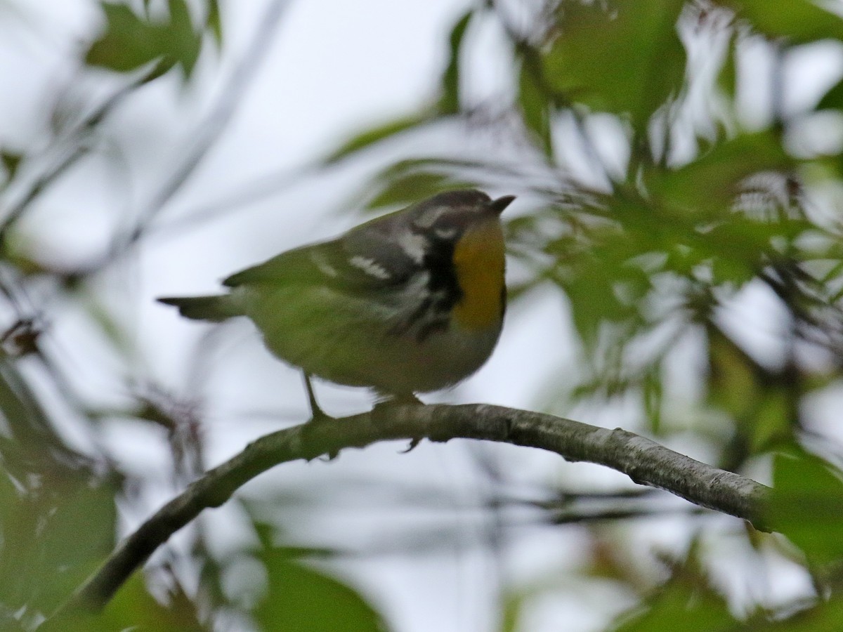 Yellow-throated Warbler - Stephen Mirick