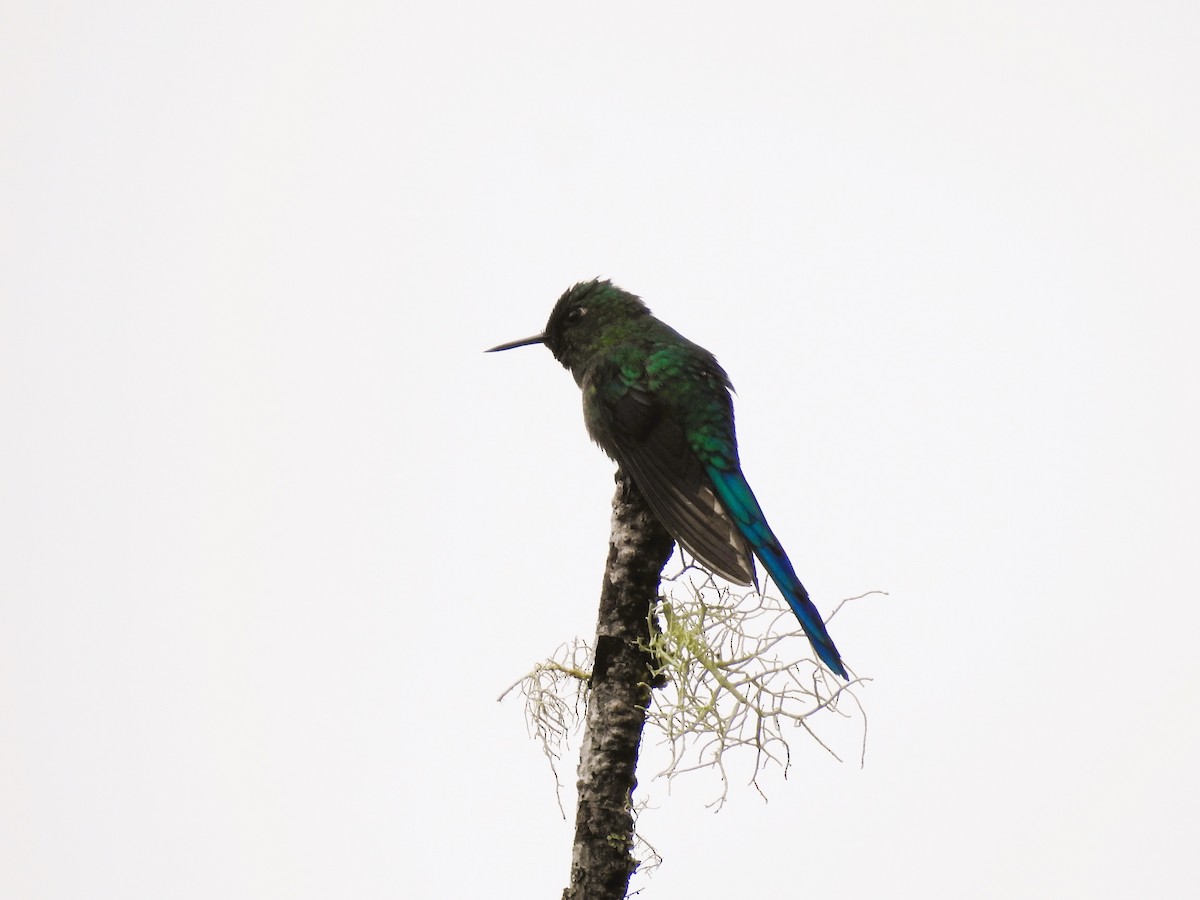 Long-tailed Sylph - ML571834141