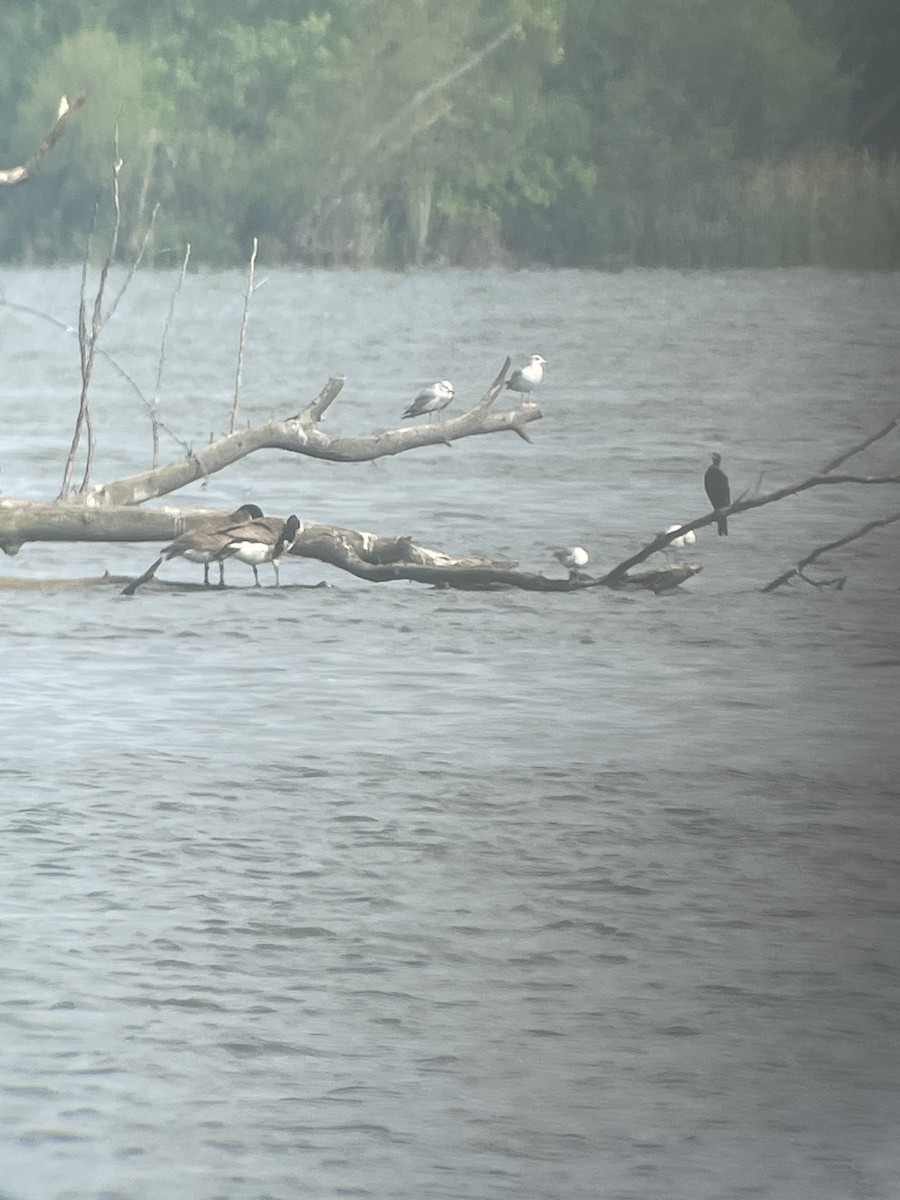 eBird Checklist 14 May 2023 Turtle Creek ReservoirSouth Parking