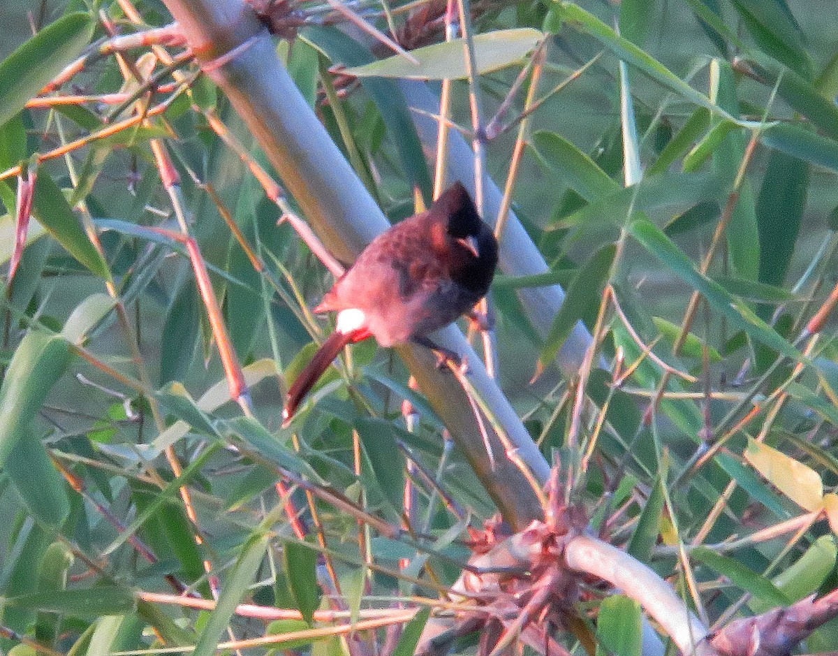 Red-vented Bulbul - ML571838101
