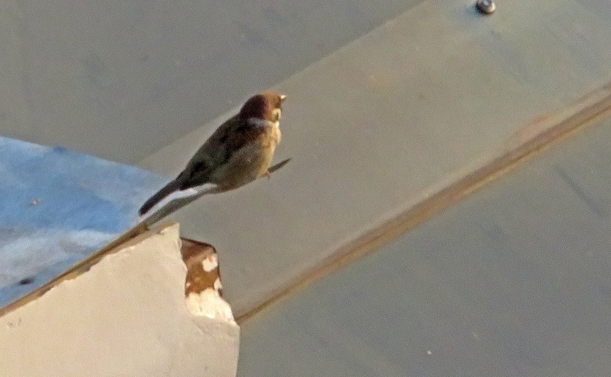 Eurasian Tree Sparrow - Joao Freitas