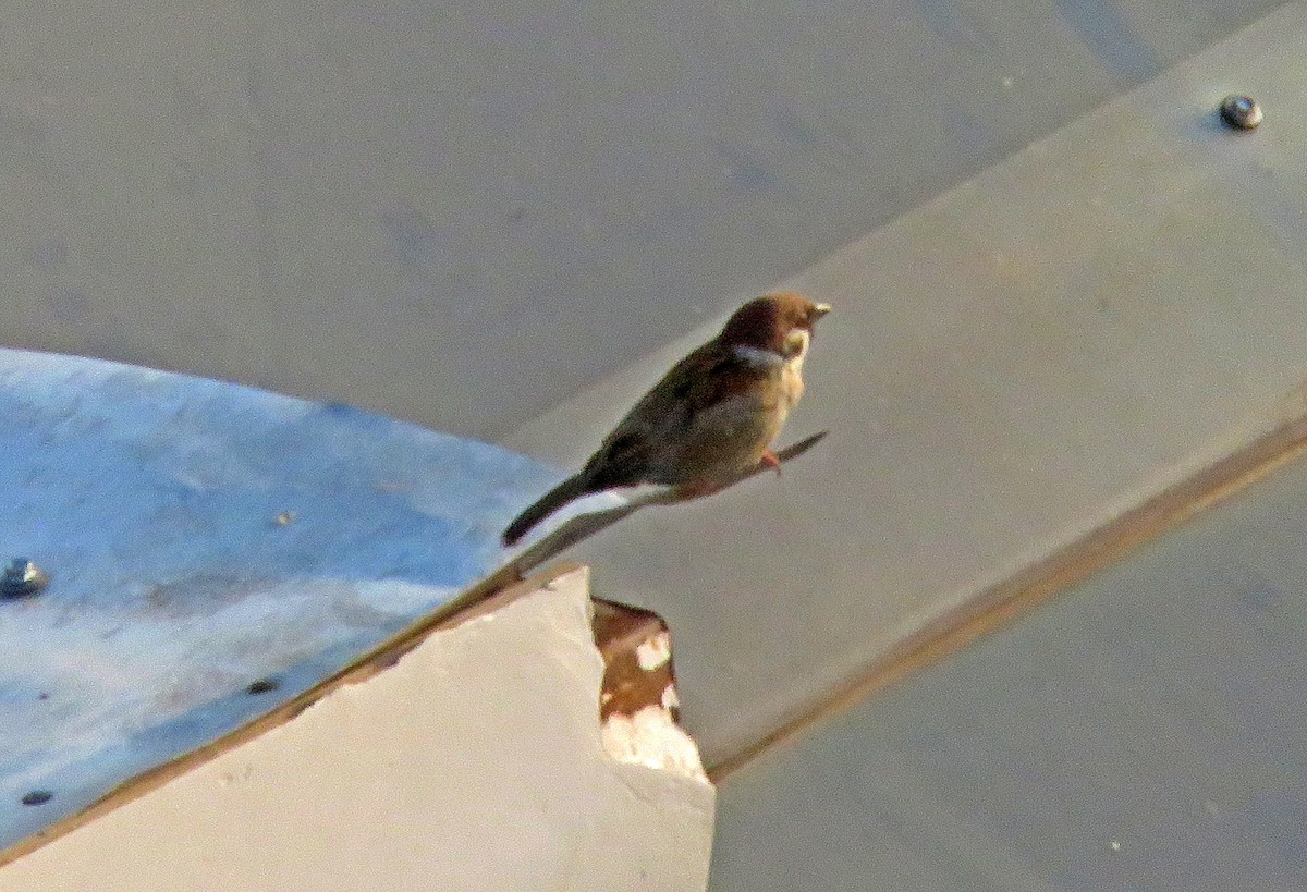 Eurasian Tree Sparrow - ML571838871