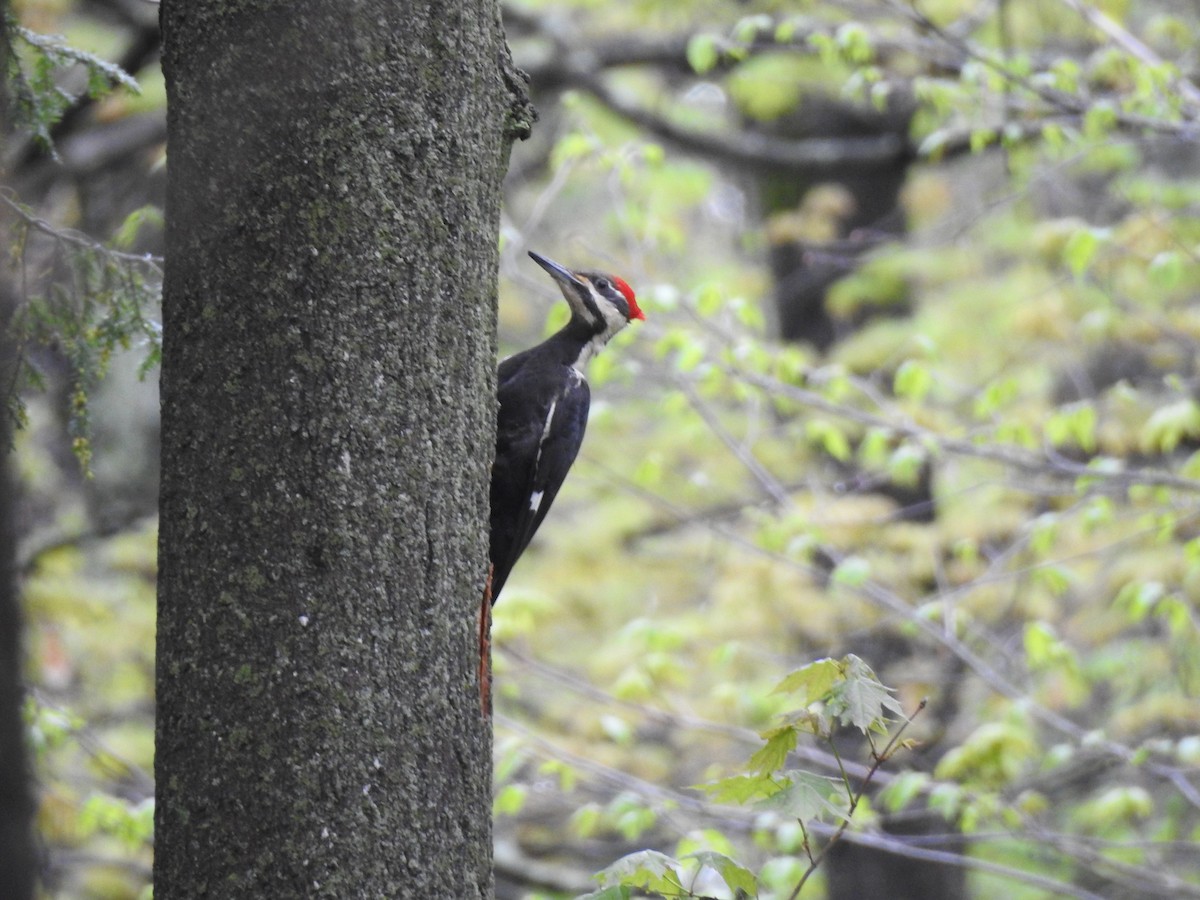 Pileated Woodpecker - ML57184111