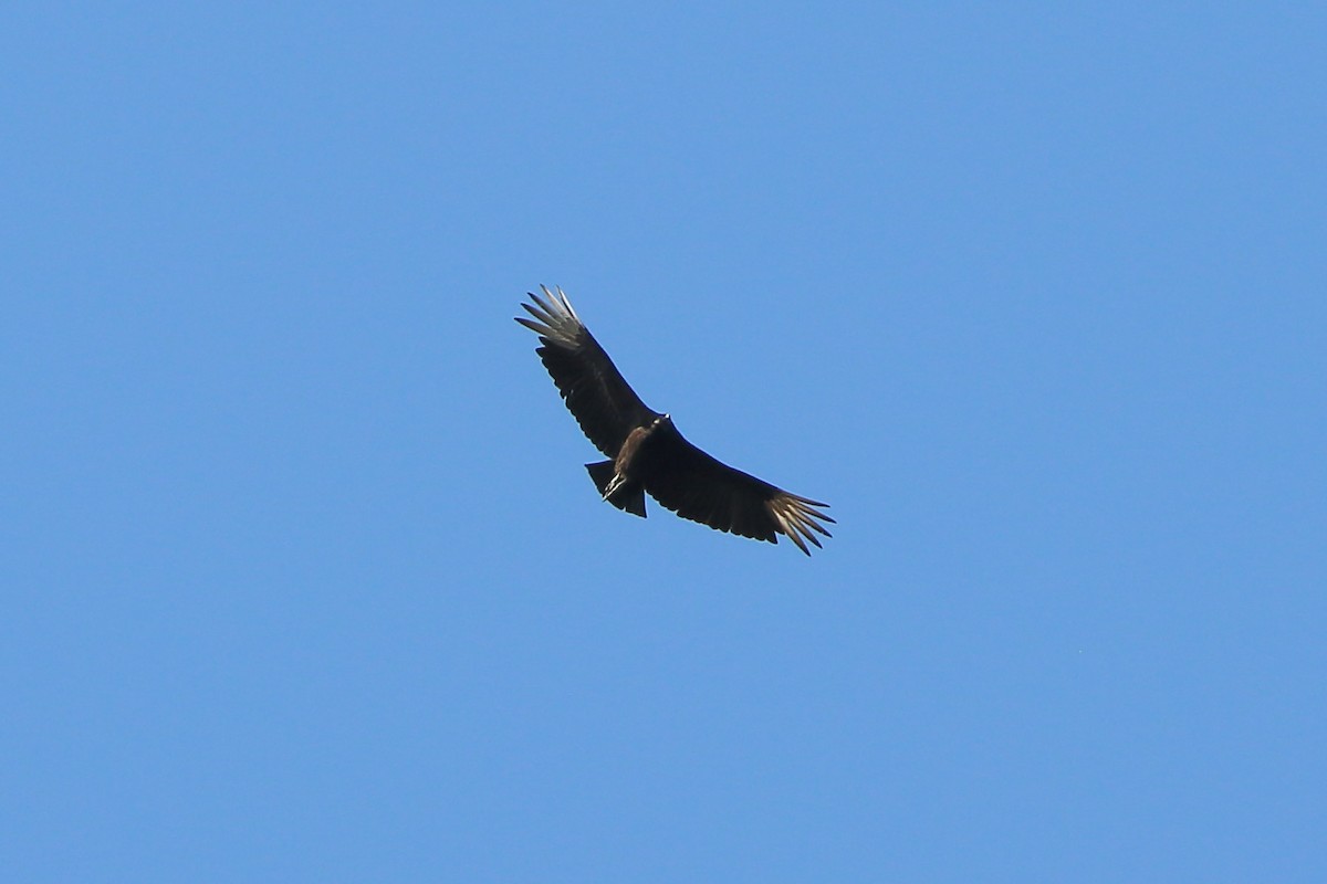 Black Vulture - ML571842491