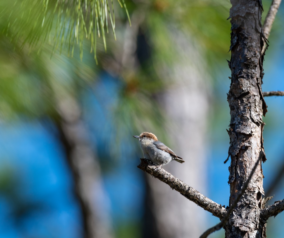Brown-headed Nuthatch - ML571842961