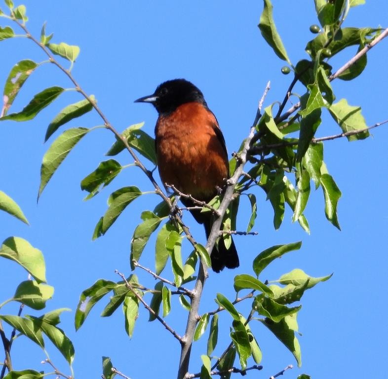 Orchard Oriole - ML571844911