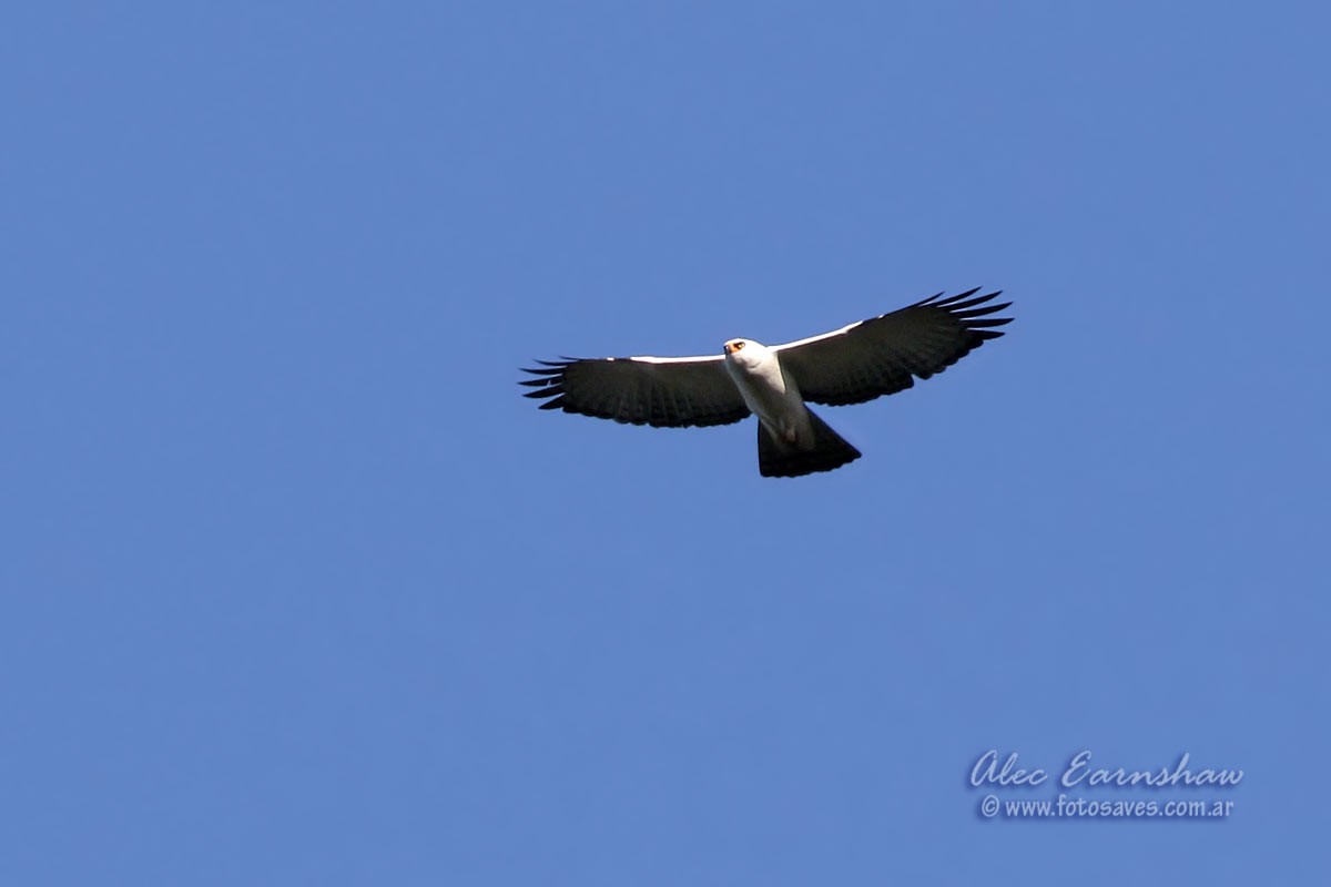 Black-and-white Hawk-Eagle - ML57184741