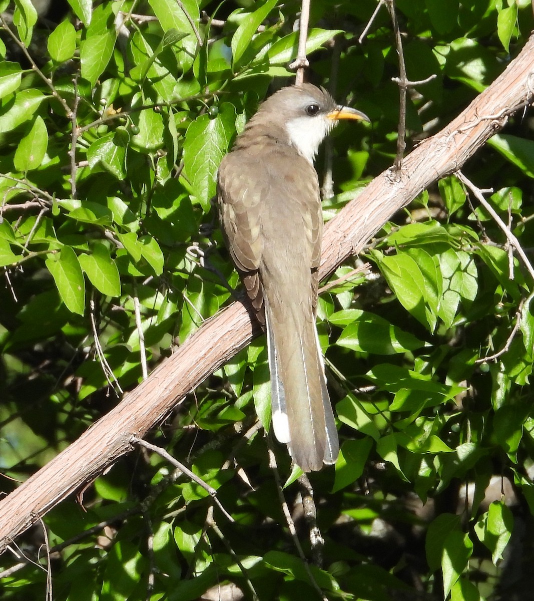 Yellow-billed Cuckoo - Christopher Pipes
