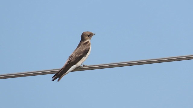 Northern Rough-winged Swallow - ML571848551