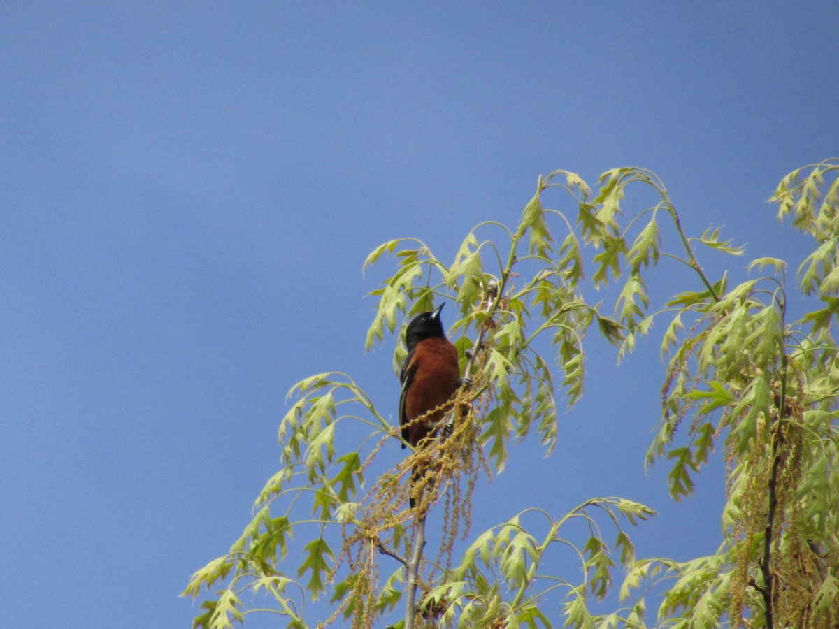 Orchard Oriole - ML571851171