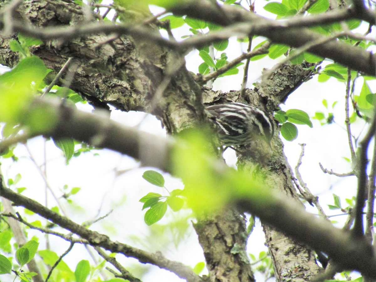 Black-and-white Warbler - ML571851431