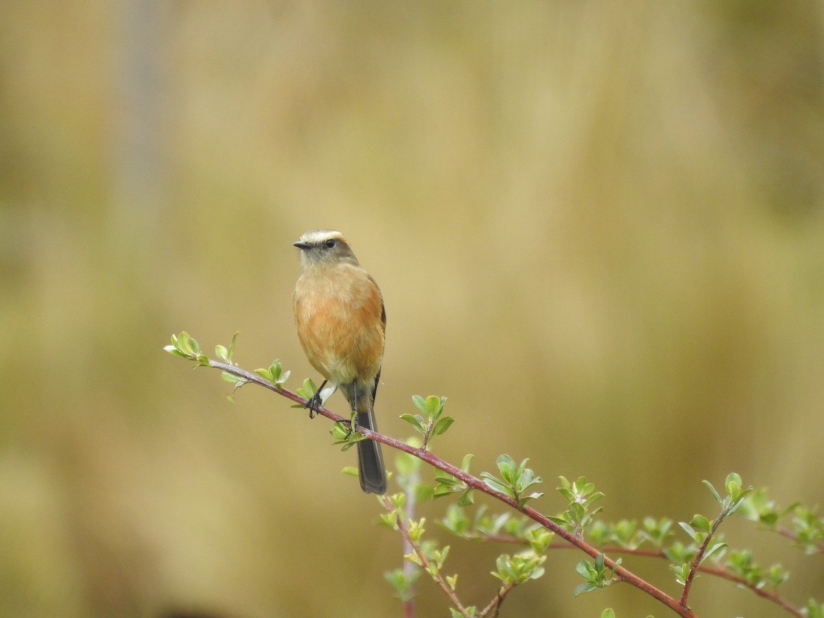 Brown-backed Chat-Tyrant - ML571851831
