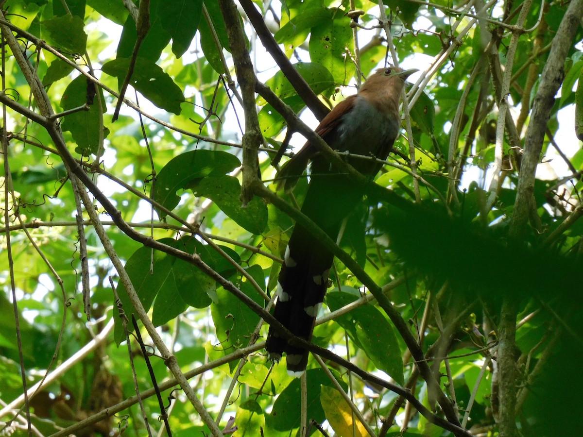 Squirrel Cuckoo - ML571853311