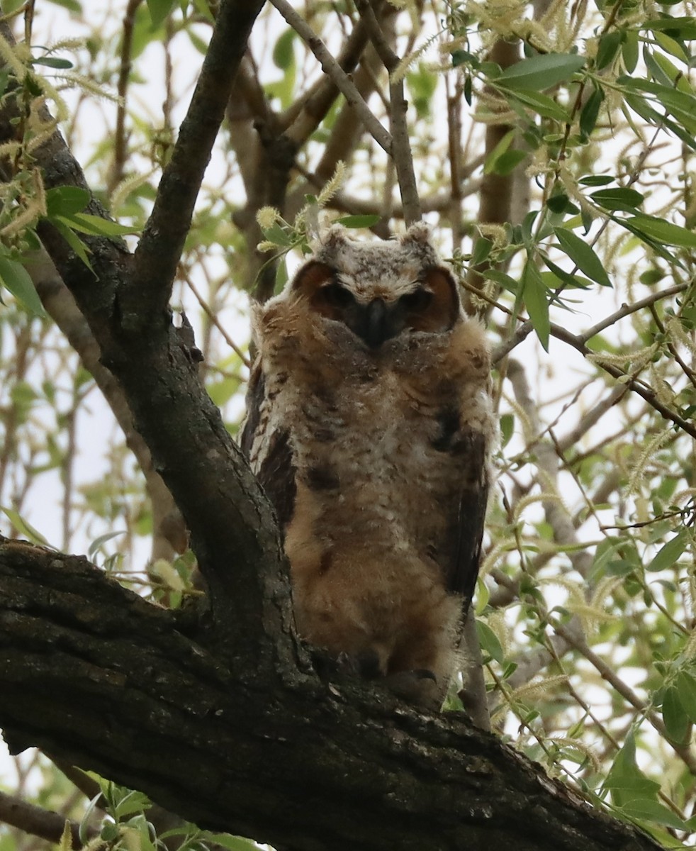 Great Horned Owl - ML571853511