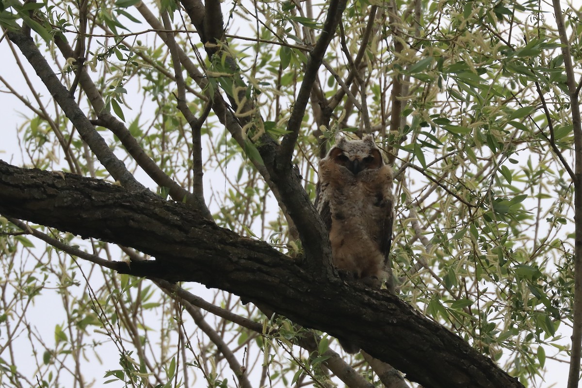 Great Horned Owl - ML571853521