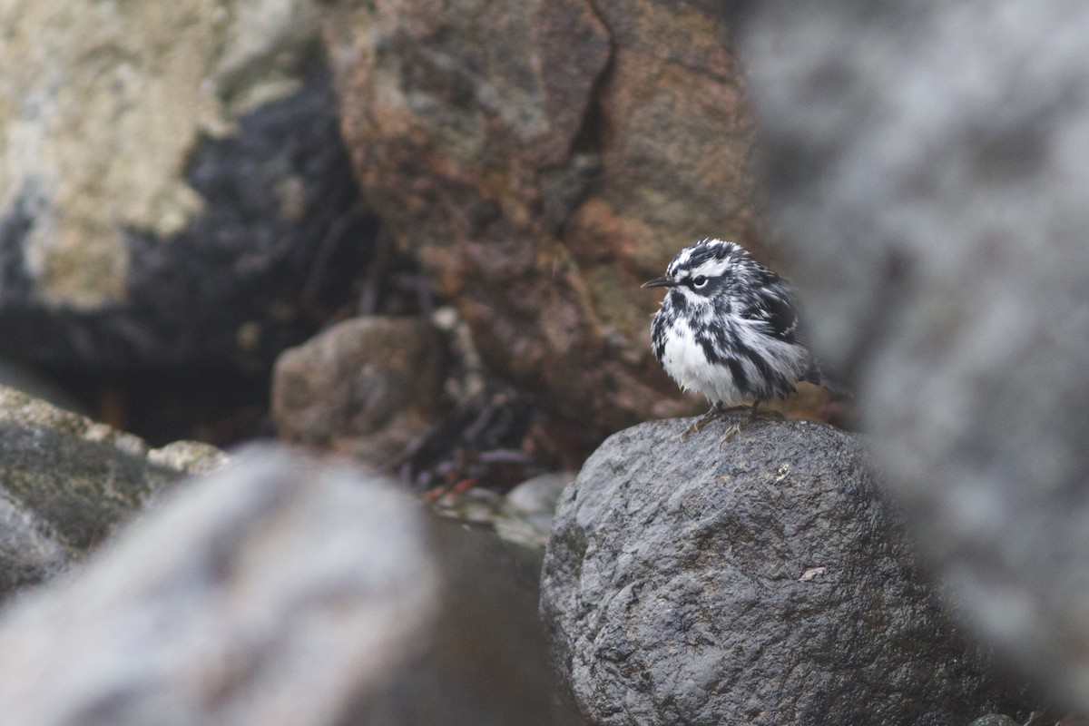 Black-and-white Warbler - ML57185441