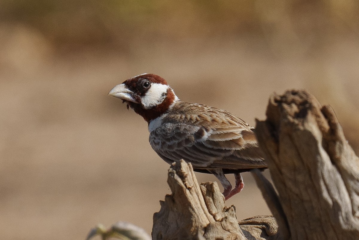 Chestnut-headed Sparrow-Lark - ML571855921