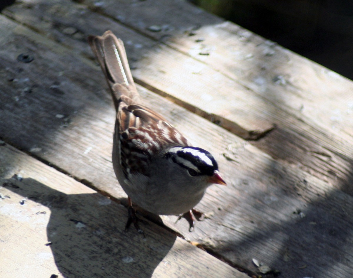 White-crowned Sparrow - ML571856771
