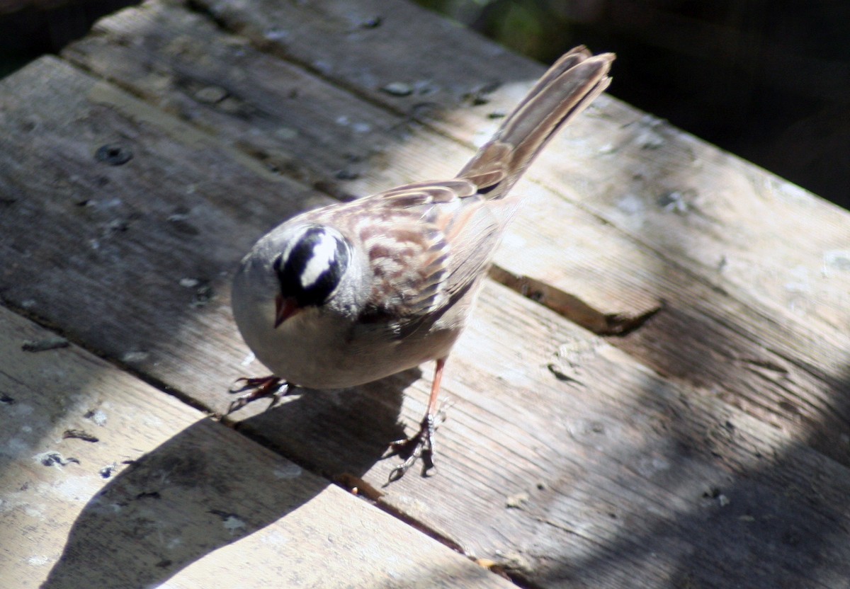 White-crowned Sparrow - ML571856791