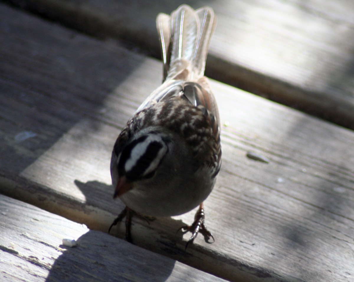 White-crowned Sparrow - ML571856801