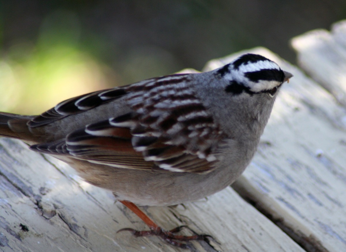 White-crowned Sparrow - ML571856811