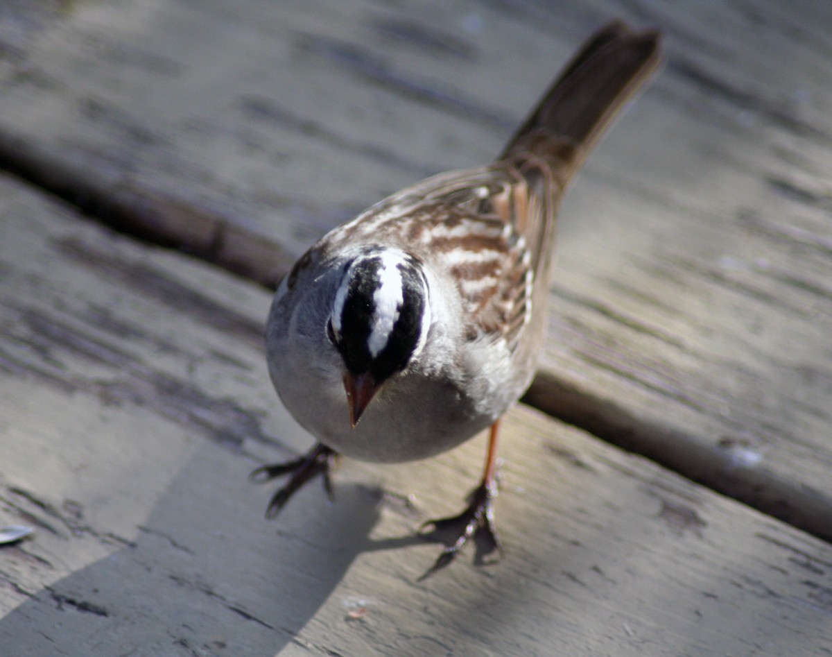 White-crowned Sparrow - ML571856821