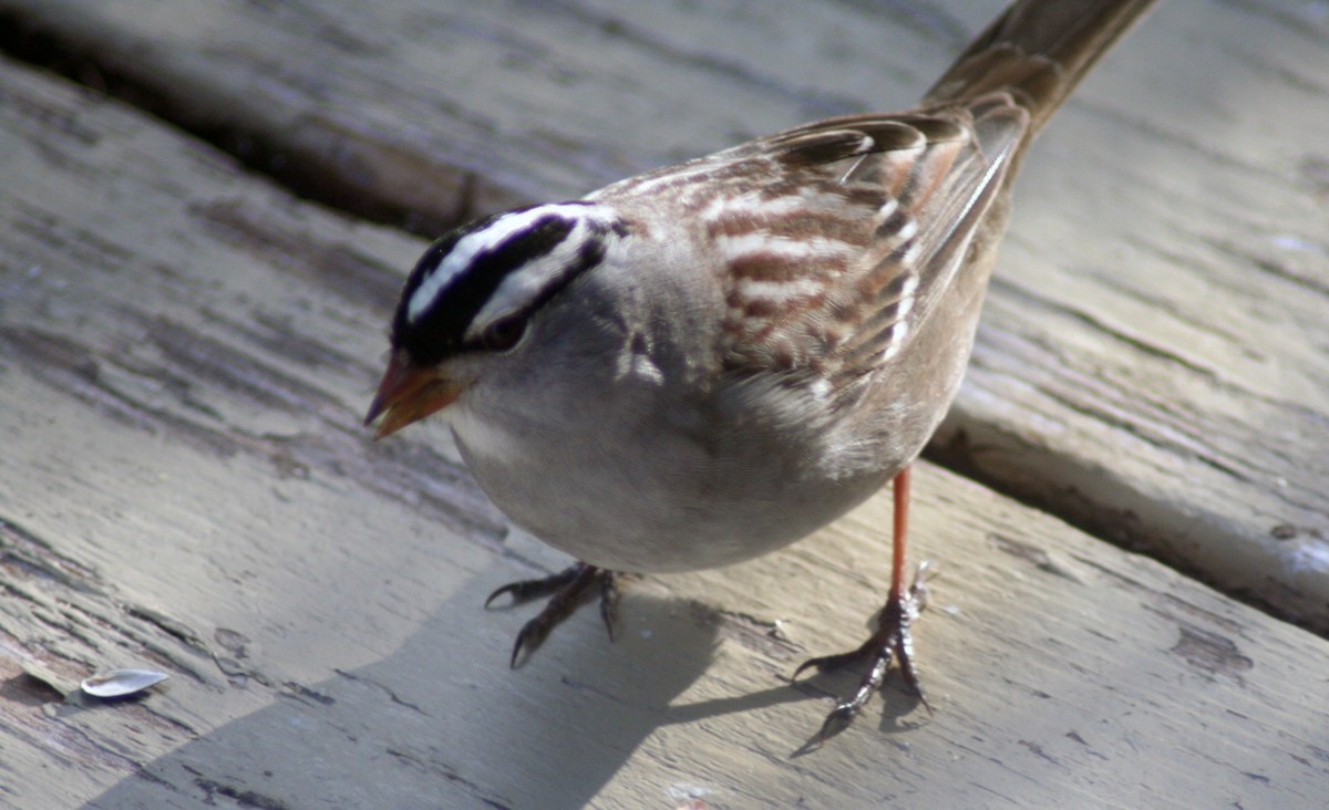 White-crowned Sparrow - ML571856831
