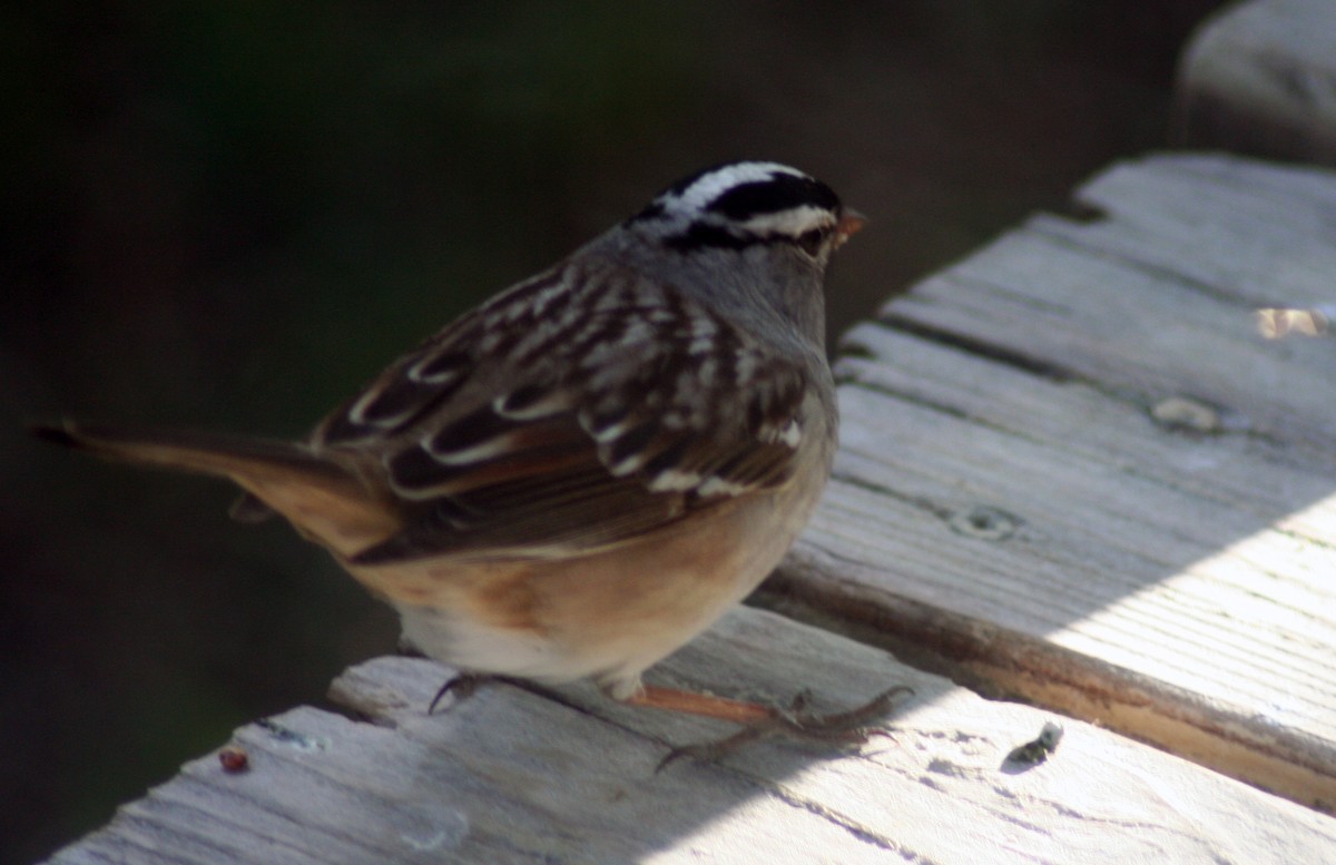 White-crowned Sparrow - ML571856841