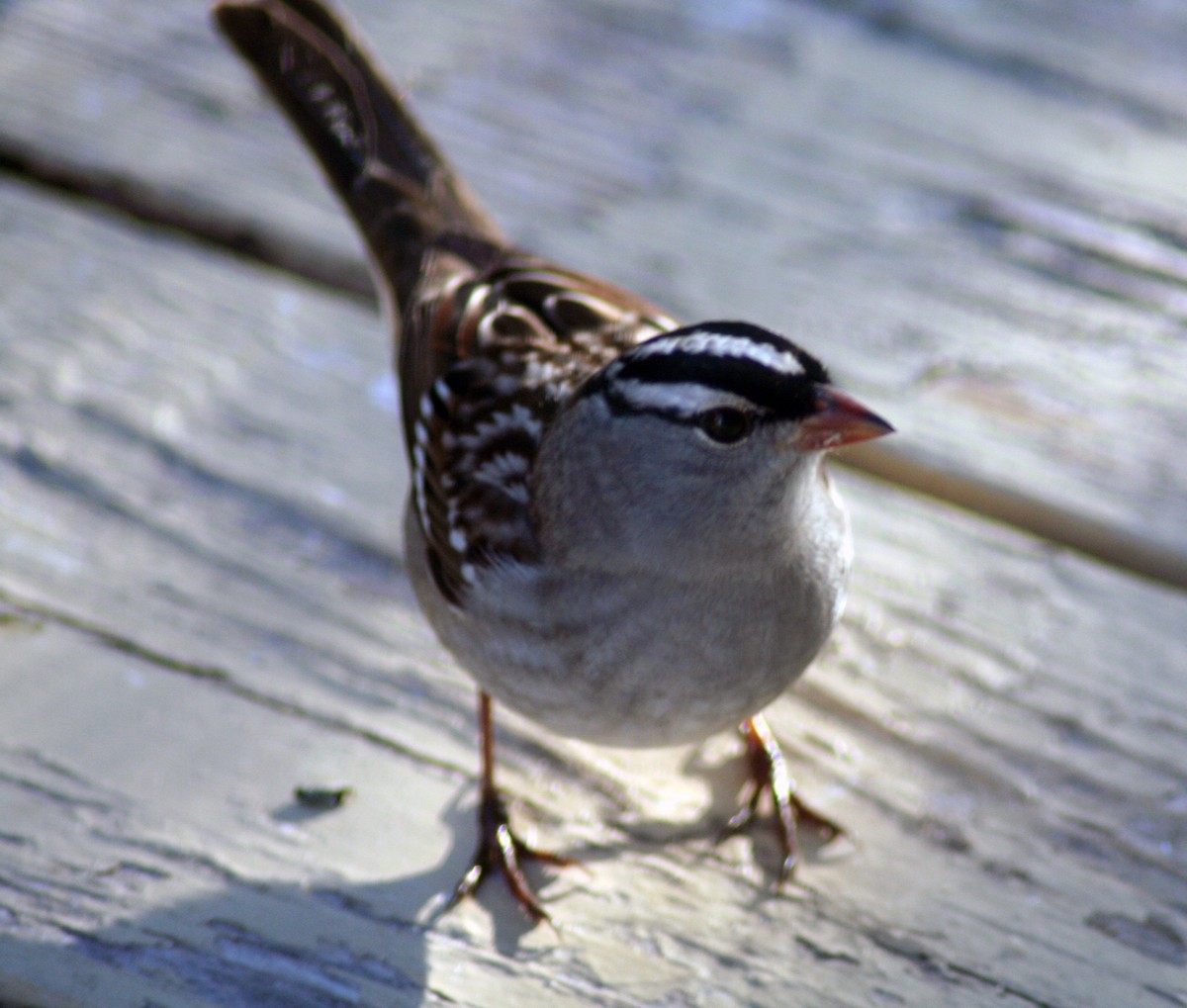 White-crowned Sparrow - ML571856851
