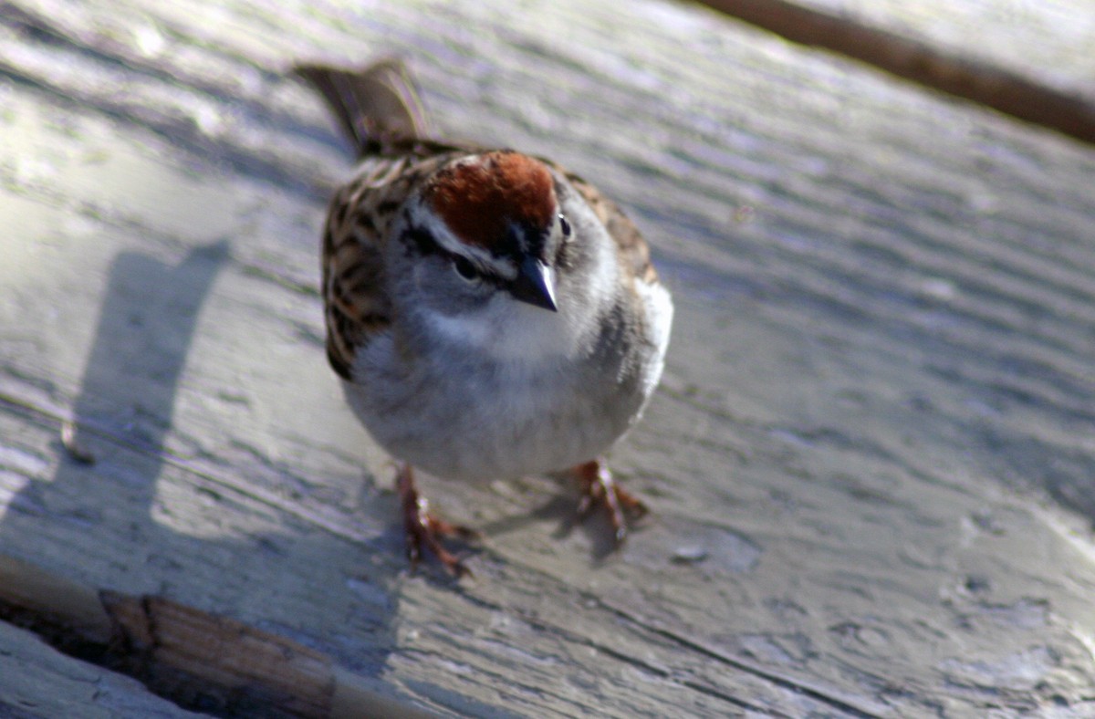 Chipping Sparrow - ML571857371