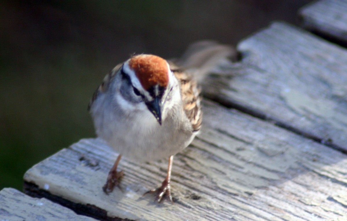 Chipping Sparrow - ML571857381