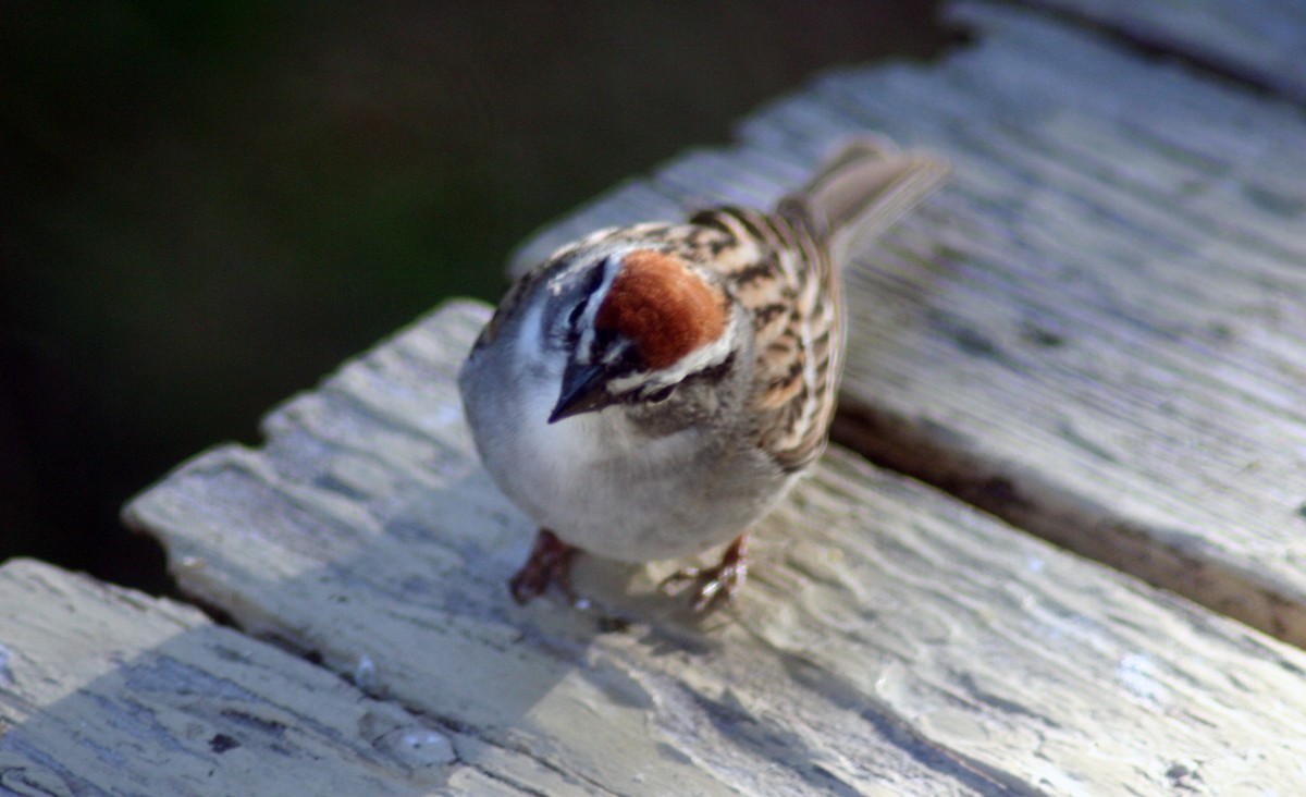 Chipping Sparrow - ML571857391