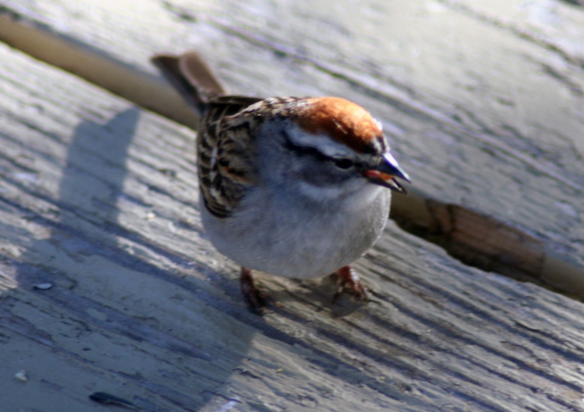 Chipping Sparrow - ML571857401