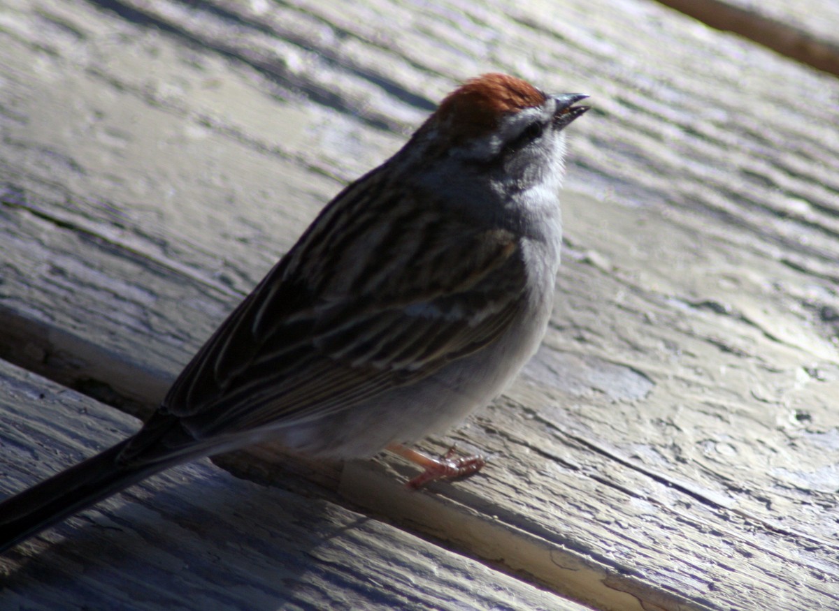 Chipping Sparrow - ML571857411