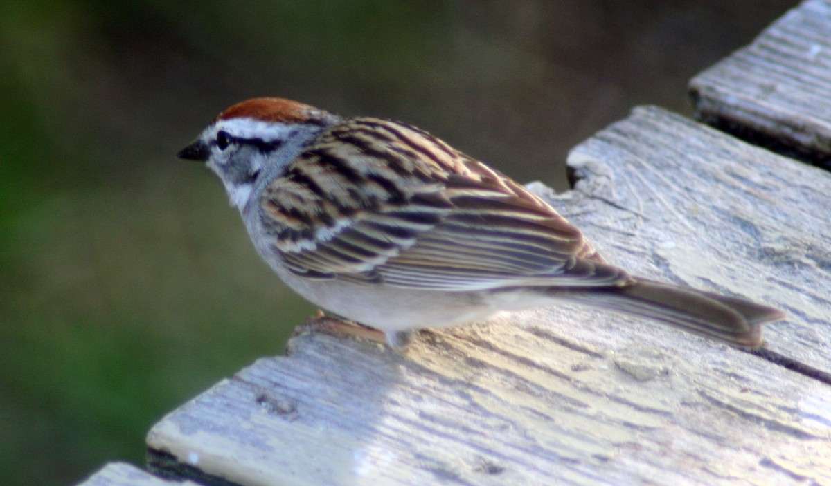 Chipping Sparrow - ML571857421