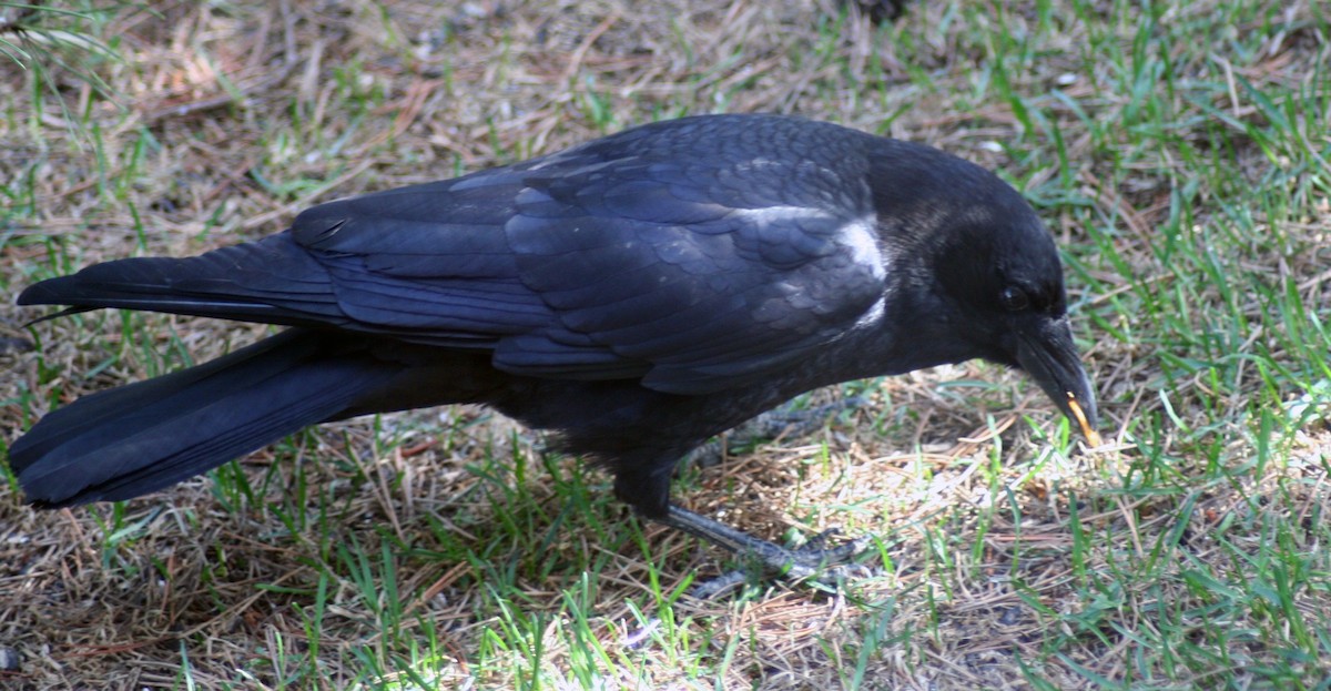 American Crow - ML571858511