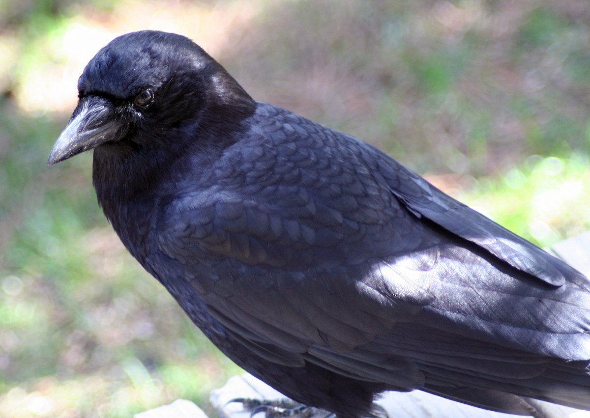 American Crow - ML571858521